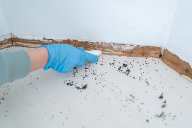 Best Bed Bug Extermination  in Claude, TX